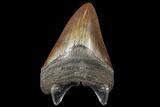 3.88" Fossil Megalodon Tooth - Serrated Blade - #130703-2